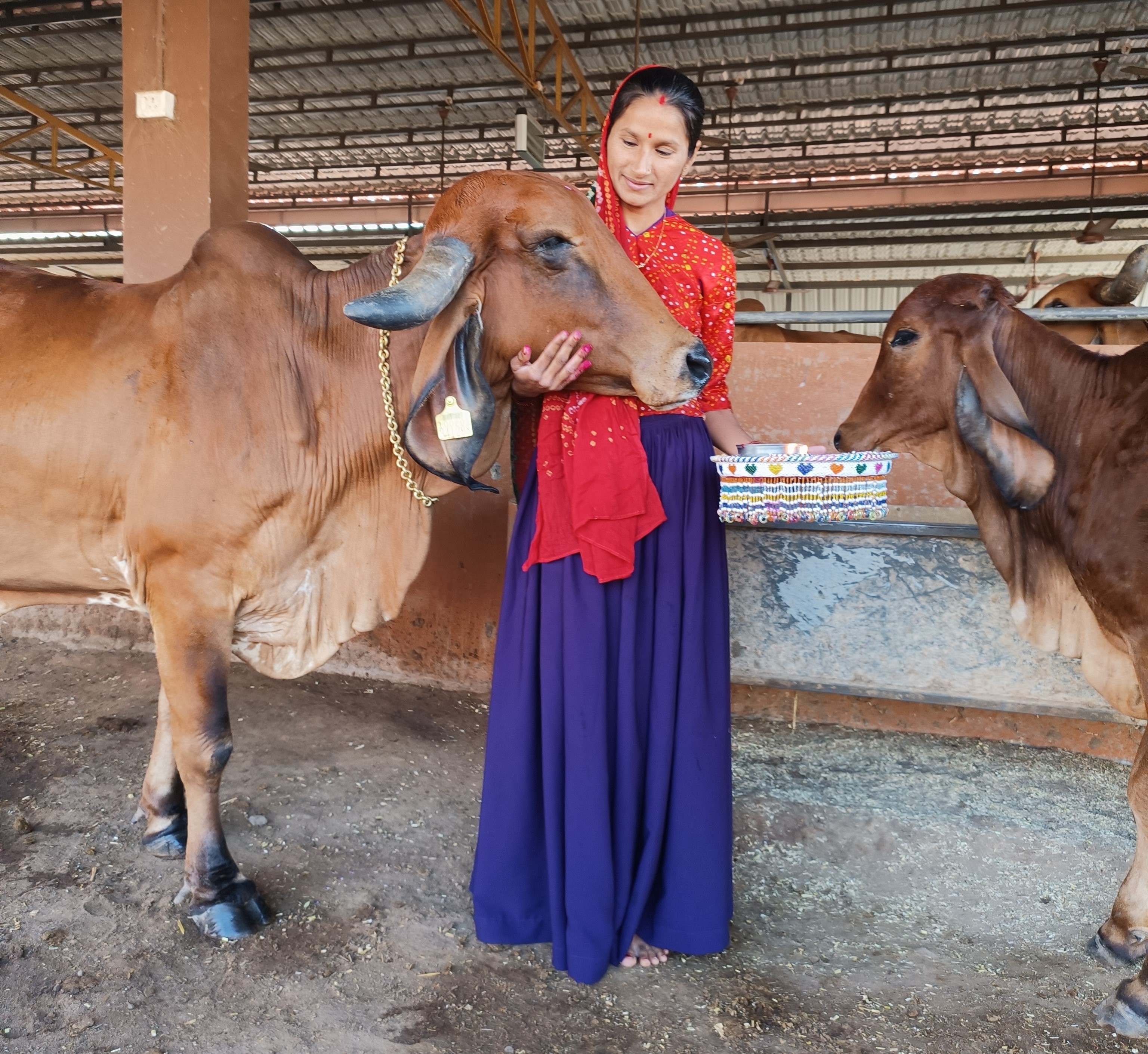 Sonalben Naran with Cows - Shree gopal gir gaushala